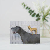 Chihuahua auf dem Rücken von Great Dane Postkarte (Stehend Vorderseite)