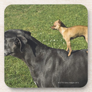 Chihuahua auf der Rückseite 2 der Deutschen Dogge Untersetzer