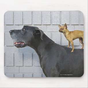 Chihuahua auf der Rückseite der Deutschen Dogge Mousepad