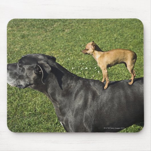 Chihuahua auf Great Dane's Back 2 Mousepad (Vorne)