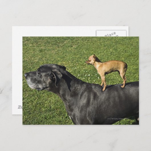 Chihuahua auf Great Dane's Back 2 Postkarte (Vorne/Hinten)
