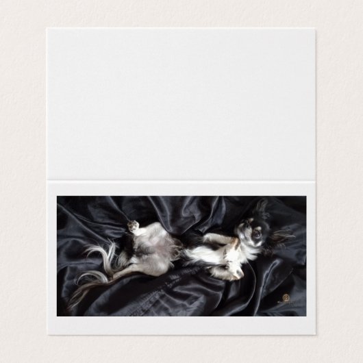 Chihuahua auf schwarzer Seide (Außenseite Aufgefaltet)