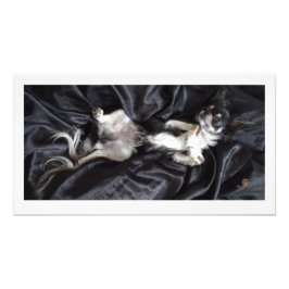 Chihuahua auf schwarzer Seide Fotodruck