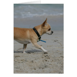 Chihuahua auf Strand