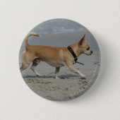 Chihuahua auf Strand Button (Vorderseite)