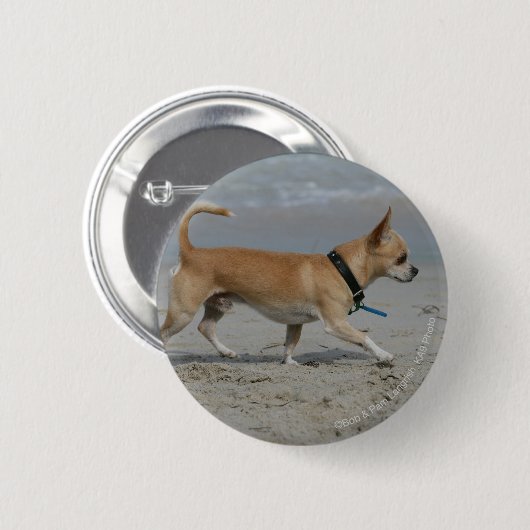 Chihuahua auf Strand Button (Vorne & Hinten)