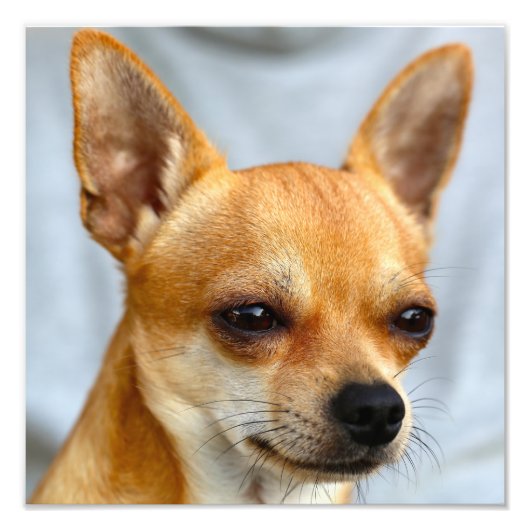 Chihuahua Baby Fotodruck (Vorne)