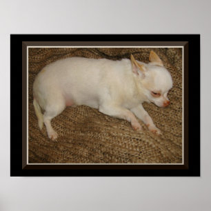 Chihuahua Behalte ein augenoffenes Poster