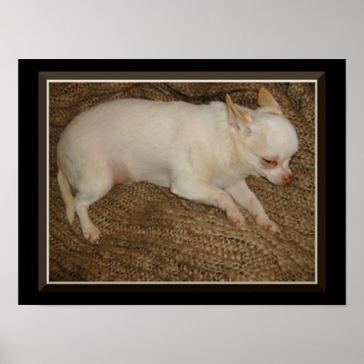 Chihuahua Behalte ein augenoffenes Poster (Vorne)