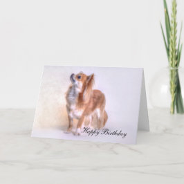 Chihuahua Birthday card Karte