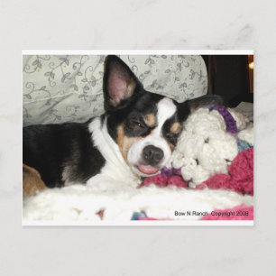 Chihuahua Blah Postkarte