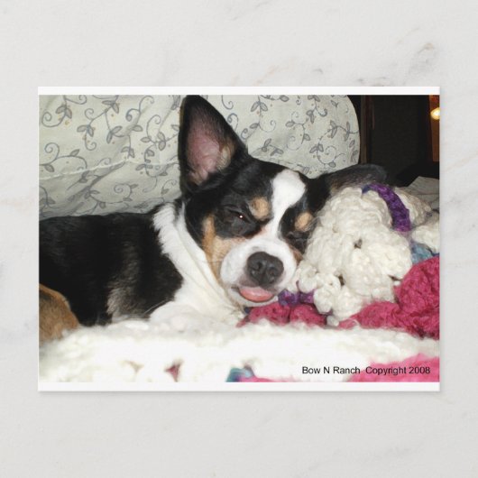 Chihuahua Blah Postkarte (Vorderseite)