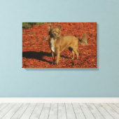 Chihuahua Blick auf die Kamera Leinwanddruck (Insitu (Holzboden))