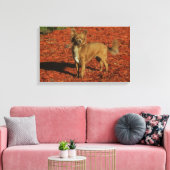 Chihuahua Blick auf die Kamera Leinwanddruck (Insitu (Wohnzimmer))