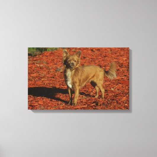 Chihuahua Blick auf die Kamera Leinwanddruck (Vorderseite)