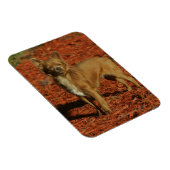 Chihuahua Blick auf die Kamera Magnet (Rechte Seite)