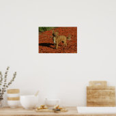 Chihuahua Blick auf die Kamera Poster (Küche)