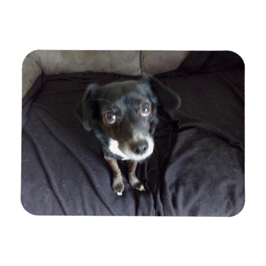 Chihuahua Blick auf Ihr flexibles Magnet (Horizontal)