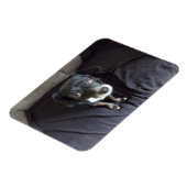 Chihuahua Blick auf Ihr flexibles Magnet (Linke Seite)