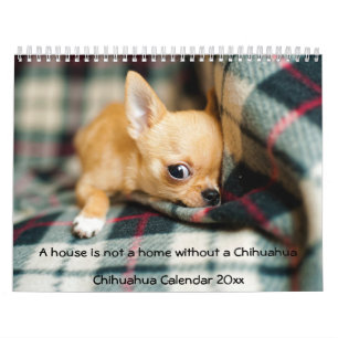 Chihuahua Calendar 2023 Foto House ist keine Zuhau Kalender