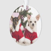 Chihuahua, der einen WeihnachtsAnzug sitzt und Ornament (Vorderseite)