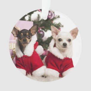 Chihuahua, der einen WeihnachtsAnzug sitzt und Ornament