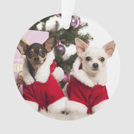 Chihuahua, der einen WeihnachtsAnzug sitzt und Ornament (Vorderseite)