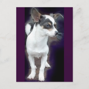Chihuahua Dex Postkarte