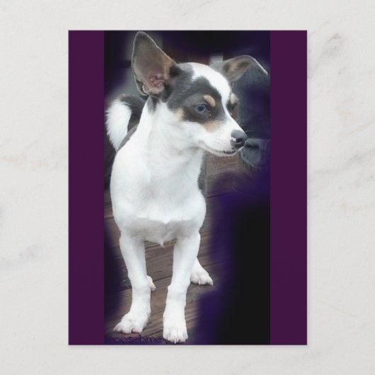 Chihuahua Dex Postkarte (Vorderseite)