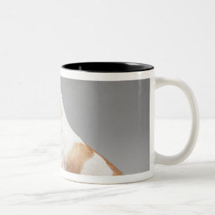 Chihuahua, die den Schirm eines Laptops Zweifarbige Tasse