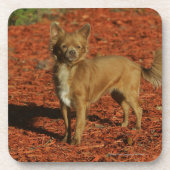 Chihuahua, die Kamera betrachten Getränkeuntersetzer (Vorderseite)