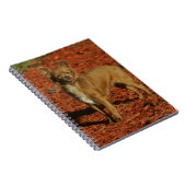 Chihuahua, die Kamera betrachten Notizblock (Rechte Seite)