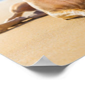 Chihuahua Dog am Strand Poster (Ecke)