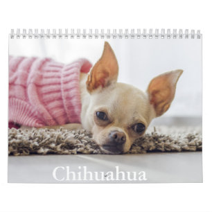 Chihuahua Dog Calendar Kalender