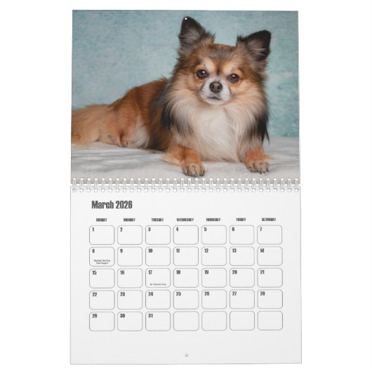 Chihuahua Dog Calendar Kalender (Mär 2026)