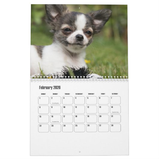 Chihuahua Dog Calendar Kalender (Feb 2026)
