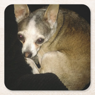 Chihuahua Dog Drink Untersetzer