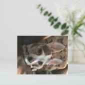 Chihuahua Dog Postcard Postkarte (Stehend Vorderseite)