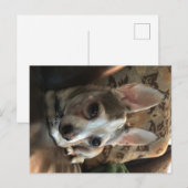 Chihuahua Dog Postcard Postkarte (Vorne/Hinten)