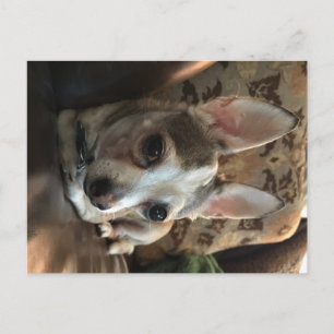Chihuahua Dog Postcard Postkarte