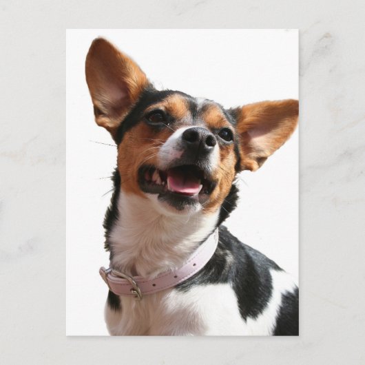 Chihuahua Dog Postcard Postkarte (Vorderseite)