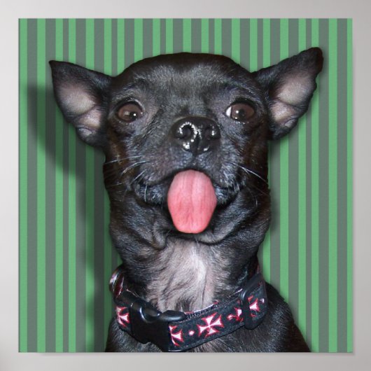 Chihuahua Dog Tongue Poster (Vorne)