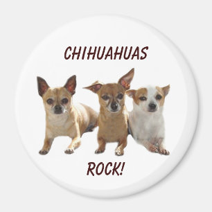 Chihuahua-Felsen-Magnet Magnet