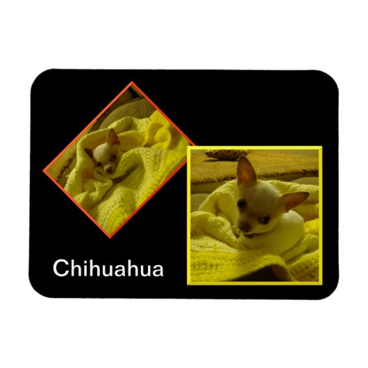 Chihuahua Flexible Foto Magnet (Horizontal)