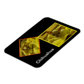 Chihuahua Flexible Foto Magnet (Linke Seite)