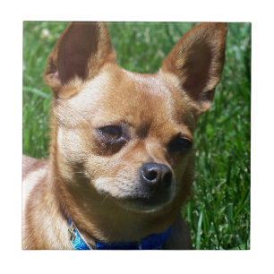 Chihuahua Fliese