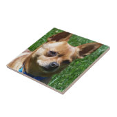 Chihuahua Fliese (Seite)