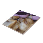 Chihuahua Fliese (Seite)