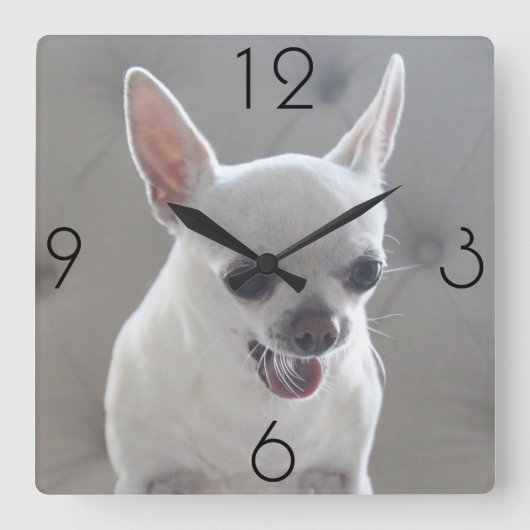 Chihuahua Foto Large Square Wall Clock Quadratische Wanduhr (Vorderseite)