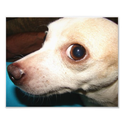 Chihuahua Fotodruck (Vorne)
